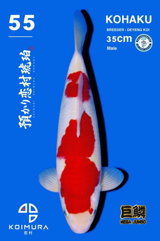 Lelang Koi Online, Jual Beli Ikan Koi, Pusat Jual Beli Koi, Info Lelang Koi Hari Ini, Platform Jual Beli Koi, Jual Beli Ikan Koi Online, Marketplace Ikan Koi, Jual Koi Terbaik, Tempat Beli Koi Berkualitas, Pasar Ikan Koi Online Terpercaya, Penjual Ikan Koi Terpercaya, Beli Koi Hias Online, Ikan Koi untuk Dijual, Koi Kualitas Terbaik, Toko Online Ikan Koi, Koi Hias Untuk Dijual, Jual Beli Ikan Koi Lokal, Koi Indonesia Online, Pusat Jual Beli Koi Terbesar