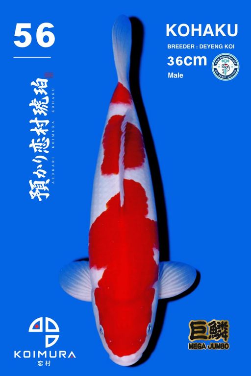 Lelang Koi Online, Jual Beli Ikan Koi, Pusat Jual Beli Koi, Info Lelang Koi Hari Ini, Platform Jual Beli Koi, Jual Beli Ikan Koi Online, Marketplace Ikan Koi, Jual Koi Terbaik, Tempat Beli Koi Berkualitas, Pasar Ikan Koi Online Terpercaya, Penjual Ikan Koi Terpercaya, Beli Koi Hias Online, Ikan Koi untuk Dijual, Koi Kualitas Terbaik, Toko Online Ikan Koi, Koi Hias Untuk Dijual, Jual Beli Ikan Koi Lokal, Koi Indonesia Online, Pusat Jual Beli Koi Terbesar