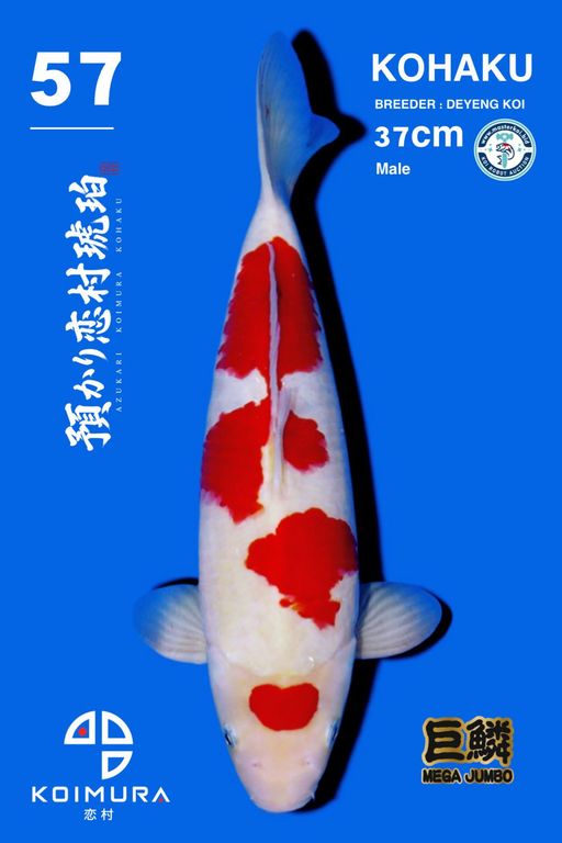 Lelang Koi Online, Jual Beli Ikan Koi, Pusat Jual Beli Koi, Info Lelang Koi Hari Ini, Platform Jual Beli Koi, Jual Beli Ikan Koi Online, Marketplace Ikan Koi, Jual Koi Terbaik, Tempat Beli Koi Berkualitas, Pasar Ikan Koi Online Terpercaya, Penjual Ikan Koi Terpercaya, Beli Koi Hias Online, Ikan Koi untuk Dijual, Koi Kualitas Terbaik, Toko Online Ikan Koi, Koi Hias Untuk Dijual, Jual Beli Ikan Koi Lokal, Koi Indonesia Online, Pusat Jual Beli Koi Terbesar