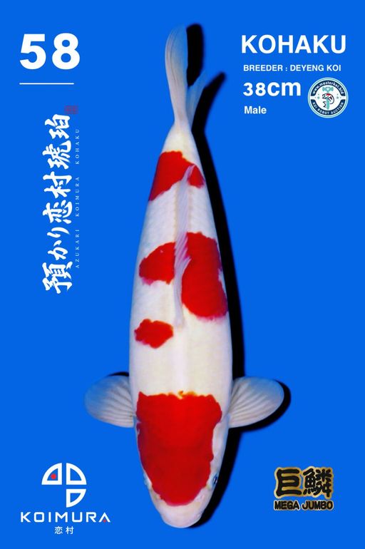 Lelang Koi Online, Jual Beli Ikan Koi, Pusat Jual Beli Koi, Info Lelang Koi Hari Ini, Platform Jual Beli Koi, Jual Beli Ikan Koi Online, Marketplace Ikan Koi, Jual Koi Terbaik, Tempat Beli Koi Berkualitas, Pasar Ikan Koi Online Terpercaya, Penjual Ikan Koi Terpercaya, Beli Koi Hias Online, Ikan Koi untuk Dijual, Koi Kualitas Terbaik, Toko Online Ikan Koi, Koi Hias Untuk Dijual, Jual Beli Ikan Koi Lokal, Koi Indonesia Online, Pusat Jual Beli Koi Terbesar