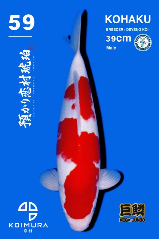 Lelang Koi Online, Jual Beli Ikan Koi, Pusat Jual Beli Koi, Info Lelang Koi Hari Ini, Platform Jual Beli Koi, Jual Beli Ikan Koi Online, Marketplace Ikan Koi, Jual Koi Terbaik, Tempat Beli Koi Berkualitas, Pasar Ikan Koi Online Terpercaya, Penjual Ikan Koi Terpercaya, Beli Koi Hias Online, Ikan Koi untuk Dijual, Koi Kualitas Terbaik, Toko Online Ikan Koi, Koi Hias Untuk Dijual, Jual Beli Ikan Koi Lokal, Koi Indonesia Online, Pusat Jual Beli Koi Terbesar