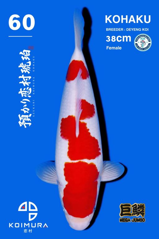 Lelang Koi Online, Jual Beli Ikan Koi, Pusat Jual Beli Koi, Info Lelang Koi Hari Ini, Platform Jual Beli Koi, Jual Beli Ikan Koi Online, Marketplace Ikan Koi, Jual Koi Terbaik, Tempat Beli Koi Berkualitas, Pasar Ikan Koi Online Terpercaya, Penjual Ikan Koi Terpercaya, Beli Koi Hias Online, Ikan Koi untuk Dijual, Koi Kualitas Terbaik, Toko Online Ikan Koi, Koi Hias Untuk Dijual, Jual Beli Ikan Koi Lokal, Koi Indonesia Online, Pusat Jual Beli Koi Terbesar