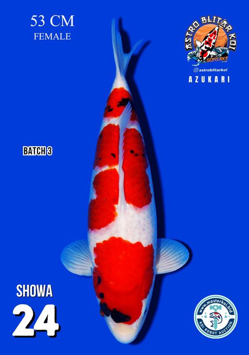 Lelang Koi Online, Jual Beli Ikan Koi, Pusat Jual Beli Koi, Info Lelang Koi Hari Ini, Platform Jual Beli Koi, Jual Beli Ikan Koi Online, Marketplace Ikan Koi, Jual Koi Terbaik, Tempat Beli Koi Berkualitas, Pasar Ikan Koi Online Terpercaya, Penjual Ikan Koi Terpercaya, Beli Koi Hias Online, Ikan Koi untuk Dijual, Koi Kualitas Terbaik, Toko Online Ikan Koi, Koi Hias Untuk Dijual, Jual Beli Ikan Koi Lokal, Koi Indonesia Online, Pusat Jual Beli Koi Terbesar