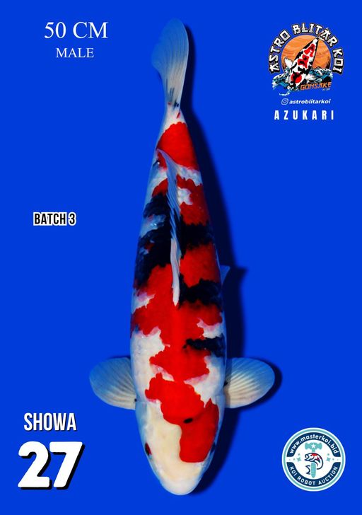Lelang Koi Online, Jual Beli Ikan Koi, Pusat Jual Beli Koi, Info Lelang Koi Hari Ini, Platform Jual Beli Koi, Jual Beli Ikan Koi Online, Marketplace Ikan Koi, Jual Koi Terbaik, Tempat Beli Koi Berkualitas, Pasar Ikan Koi Online Terpercaya, Penjual Ikan Koi Terpercaya, Beli Koi Hias Online, Ikan Koi untuk Dijual, Koi Kualitas Terbaik, Toko Online Ikan Koi, Koi Hias Untuk Dijual, Jual Beli Ikan Koi Lokal, Koi Indonesia Online, Pusat Jual Beli Koi Terbesar