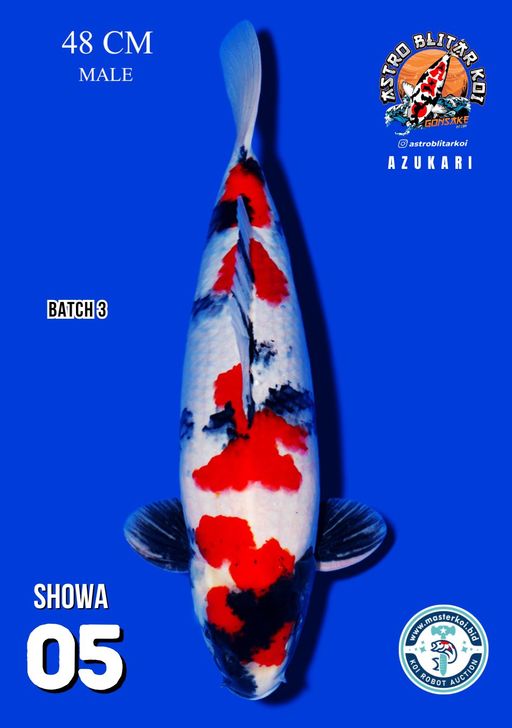 Lelang Koi Online, Jual Beli Ikan Koi, Pusat Jual Beli Koi, Info Lelang Koi Hari Ini, Platform Jual Beli Koi, Jual Beli Ikan Koi Online, Marketplace Ikan Koi, Jual Koi Terbaik, Tempat Beli Koi Berkualitas, Pasar Ikan Koi Online Terpercaya, Penjual Ikan Koi Terpercaya, Beli Koi Hias Online, Ikan Koi untuk Dijual, Koi Kualitas Terbaik, Toko Online Ikan Koi, Koi Hias Untuk Dijual, Jual Beli Ikan Koi Lokal, Koi Indonesia Online, Pusat Jual Beli Koi Terbesar