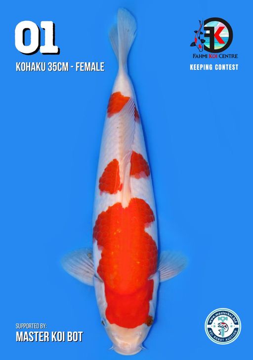 Lelang Koi Online, Jual Beli Ikan Koi, Pusat Jual Beli Koi, Info Lelang Koi Hari Ini, Platform Jual Beli Koi, Jual Beli Ikan Koi Online, Marketplace Ikan Koi, Jual Koi Terbaik, Tempat Beli Koi Berkualitas, Pasar Ikan Koi Online Terpercaya, Penjual Ikan Koi Terpercaya, Beli Koi Hias Online, Ikan Koi untuk Dijual, Koi Kualitas Terbaik, Toko Online Ikan Koi, Koi Hias Untuk Dijual, Jual Beli Ikan Koi Lokal, Koi Indonesia Online, Pusat Jual Beli Koi Terbesar