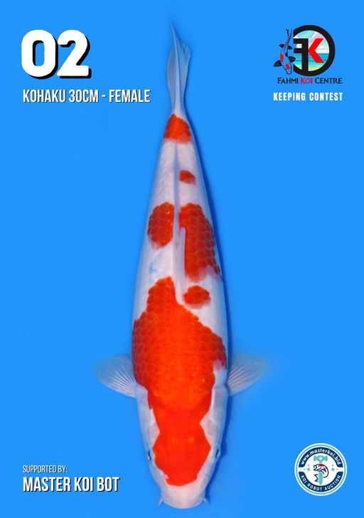 Lelang Koi Online, Jual Beli Ikan Koi, Pusat Jual Beli Koi, Info Lelang Koi Hari Ini, Platform Jual Beli Koi, Jual Beli Ikan Koi Online, Marketplace Ikan Koi, Jual Koi Terbaik, Tempat Beli Koi Berkualitas, Pasar Ikan Koi Online Terpercaya, Penjual Ikan Koi Terpercaya, Beli Koi Hias Online, Ikan Koi untuk Dijual, Koi Kualitas Terbaik, Toko Online Ikan Koi, Koi Hias Untuk Dijual, Jual Beli Ikan Koi Lokal, Koi Indonesia Online, Pusat Jual Beli Koi Terbesar