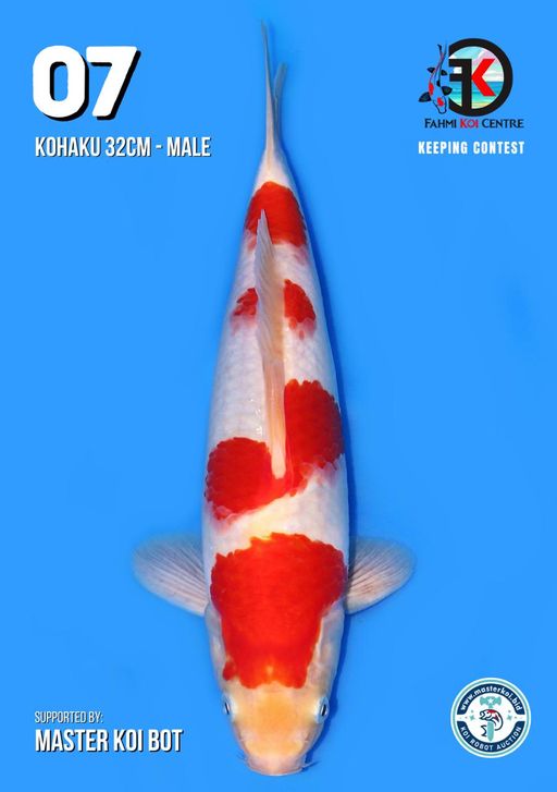 Lelang Koi Online, Jual Beli Ikan Koi, Pusat Jual Beli Koi, Info Lelang Koi Hari Ini, Platform Jual Beli Koi, Jual Beli Ikan Koi Online, Marketplace Ikan Koi, Jual Koi Terbaik, Tempat Beli Koi Berkualitas, Pasar Ikan Koi Online Terpercaya, Penjual Ikan Koi Terpercaya, Beli Koi Hias Online, Ikan Koi untuk Dijual, Koi Kualitas Terbaik, Toko Online Ikan Koi, Koi Hias Untuk Dijual, Jual Beli Ikan Koi Lokal, Koi Indonesia Online, Pusat Jual Beli Koi Terbesar