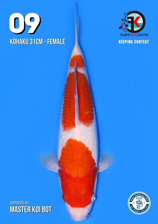 Lelang Koi Online, Jual Beli Ikan Koi, Pusat Jual Beli Koi, Info Lelang Koi Hari Ini, Platform Jual Beli Koi, Jual Beli Ikan Koi Online, Marketplace Ikan Koi, Jual Koi Terbaik, Tempat Beli Koi Berkualitas, Pasar Ikan Koi Online Terpercaya, Penjual Ikan Koi Terpercaya, Beli Koi Hias Online, Ikan Koi untuk Dijual, Koi Kualitas Terbaik, Toko Online Ikan Koi, Koi Hias Untuk Dijual, Jual Beli Ikan Koi Lokal, Koi Indonesia Online, Pusat Jual Beli Koi Terbesar