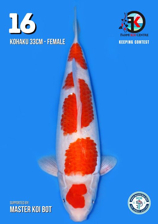 Lelang Koi Online, Jual Beli Ikan Koi, Pusat Jual Beli Koi, Info Lelang Koi Hari Ini, Platform Jual Beli Koi, Jual Beli Ikan Koi Online, Marketplace Ikan Koi, Jual Koi Terbaik, Tempat Beli Koi Berkualitas, Pasar Ikan Koi Online Terpercaya, Penjual Ikan Koi Terpercaya, Beli Koi Hias Online, Ikan Koi untuk Dijual, Koi Kualitas Terbaik, Toko Online Ikan Koi, Koi Hias Untuk Dijual, Jual Beli Ikan Koi Lokal, Koi Indonesia Online, Pusat Jual Beli Koi Terbesar
