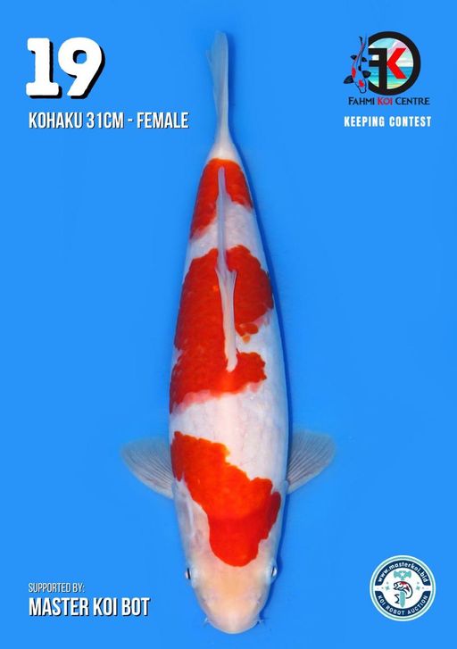 Lelang Koi Online, Jual Beli Ikan Koi, Pusat Jual Beli Koi, Info Lelang Koi Hari Ini, Platform Jual Beli Koi, Jual Beli Ikan Koi Online, Marketplace Ikan Koi, Jual Koi Terbaik, Tempat Beli Koi Berkualitas, Pasar Ikan Koi Online Terpercaya, Penjual Ikan Koi Terpercaya, Beli Koi Hias Online, Ikan Koi untuk Dijual, Koi Kualitas Terbaik, Toko Online Ikan Koi, Koi Hias Untuk Dijual, Jual Beli Ikan Koi Lokal, Koi Indonesia Online, Pusat Jual Beli Koi Terbesar