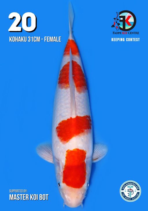 Lelang Koi Online, Jual Beli Ikan Koi, Pusat Jual Beli Koi, Info Lelang Koi Hari Ini, Platform Jual Beli Koi, Jual Beli Ikan Koi Online, Marketplace Ikan Koi, Jual Koi Terbaik, Tempat Beli Koi Berkualitas, Pasar Ikan Koi Online Terpercaya, Penjual Ikan Koi Terpercaya, Beli Koi Hias Online, Ikan Koi untuk Dijual, Koi Kualitas Terbaik, Toko Online Ikan Koi, Koi Hias Untuk Dijual, Jual Beli Ikan Koi Lokal, Koi Indonesia Online, Pusat Jual Beli Koi Terbesar