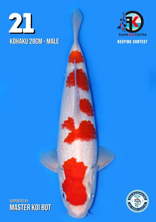 Lelang Koi Online, Jual Beli Ikan Koi, Pusat Jual Beli Koi, Info Lelang Koi Hari Ini, Platform Jual Beli Koi, Jual Beli Ikan Koi Online, Marketplace Ikan Koi, Jual Koi Terbaik, Tempat Beli Koi Berkualitas, Pasar Ikan Koi Online Terpercaya, Penjual Ikan Koi Terpercaya, Beli Koi Hias Online, Ikan Koi untuk Dijual, Koi Kualitas Terbaik, Toko Online Ikan Koi, Koi Hias Untuk Dijual, Jual Beli Ikan Koi Lokal, Koi Indonesia Online, Pusat Jual Beli Koi Terbesar
