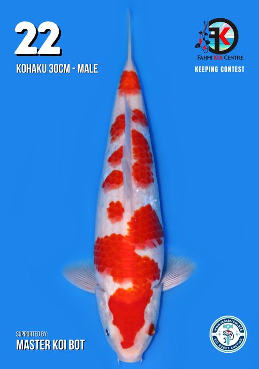 Lelang Koi Online, Jual Beli Ikan Koi, Pusat Jual Beli Koi, Info Lelang Koi Hari Ini, Platform Jual Beli Koi, Jual Beli Ikan Koi Online, Marketplace Ikan Koi, Jual Koi Terbaik, Tempat Beli Koi Berkualitas, Pasar Ikan Koi Online Terpercaya, Penjual Ikan Koi Terpercaya, Beli Koi Hias Online, Ikan Koi untuk Dijual, Koi Kualitas Terbaik, Toko Online Ikan Koi, Koi Hias Untuk Dijual, Jual Beli Ikan Koi Lokal, Koi Indonesia Online, Pusat Jual Beli Koi Terbesar