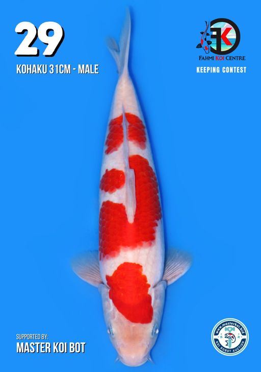 Lelang Koi Online, Jual Beli Ikan Koi, Pusat Jual Beli Koi, Info Lelang Koi Hari Ini, Platform Jual Beli Koi, Jual Beli Ikan Koi Online, Marketplace Ikan Koi, Jual Koi Terbaik, Tempat Beli Koi Berkualitas, Pasar Ikan Koi Online Terpercaya, Penjual Ikan Koi Terpercaya, Beli Koi Hias Online, Ikan Koi untuk Dijual, Koi Kualitas Terbaik, Toko Online Ikan Koi, Koi Hias Untuk Dijual, Jual Beli Ikan Koi Lokal, Koi Indonesia Online, Pusat Jual Beli Koi Terbesar