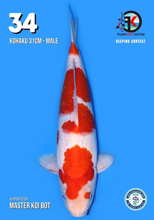 Lelang Koi Online, Jual Beli Ikan Koi, Pusat Jual Beli Koi, Info Lelang Koi Hari Ini, Platform Jual Beli Koi, Jual Beli Ikan Koi Online, Marketplace Ikan Koi, Jual Koi Terbaik, Tempat Beli Koi Berkualitas, Pasar Ikan Koi Online Terpercaya, Penjual Ikan Koi Terpercaya, Beli Koi Hias Online, Ikan Koi untuk Dijual, Koi Kualitas Terbaik, Toko Online Ikan Koi, Koi Hias Untuk Dijual, Jual Beli Ikan Koi Lokal, Koi Indonesia Online, Pusat Jual Beli Koi Terbesar