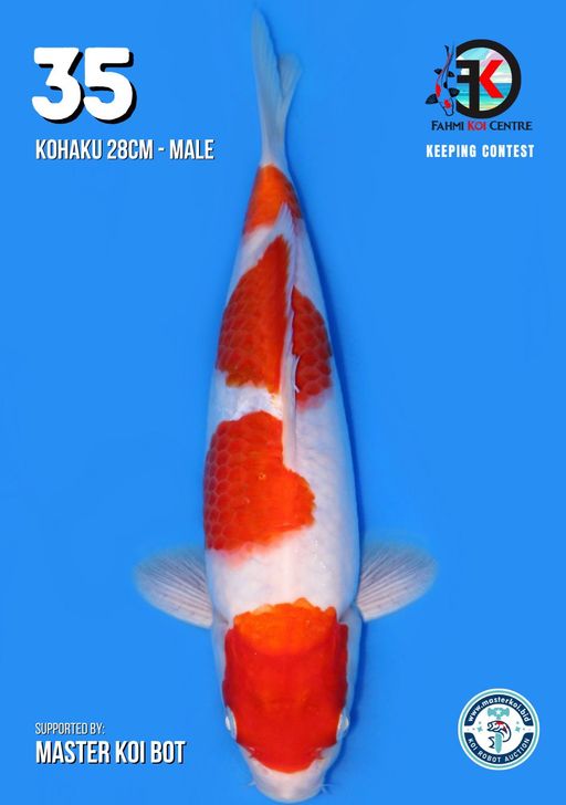 Lelang Koi Online, Jual Beli Ikan Koi, Pusat Jual Beli Koi, Info Lelang Koi Hari Ini, Platform Jual Beli Koi, Jual Beli Ikan Koi Online, Marketplace Ikan Koi, Jual Koi Terbaik, Tempat Beli Koi Berkualitas, Pasar Ikan Koi Online Terpercaya, Penjual Ikan Koi Terpercaya, Beli Koi Hias Online, Ikan Koi untuk Dijual, Koi Kualitas Terbaik, Toko Online Ikan Koi, Koi Hias Untuk Dijual, Jual Beli Ikan Koi Lokal, Koi Indonesia Online, Pusat Jual Beli Koi Terbesar