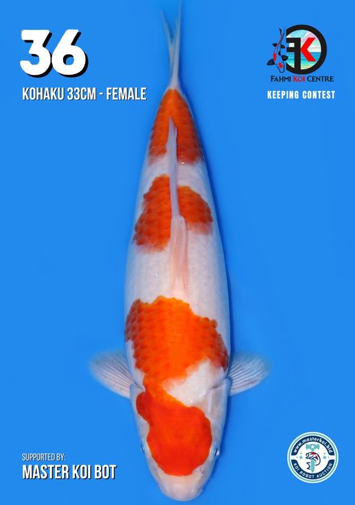 Lelang Koi Online, Jual Beli Ikan Koi, Pusat Jual Beli Koi, Info Lelang Koi Hari Ini, Platform Jual Beli Koi, Jual Beli Ikan Koi Online, Marketplace Ikan Koi, Jual Koi Terbaik, Tempat Beli Koi Berkualitas, Pasar Ikan Koi Online Terpercaya, Penjual Ikan Koi Terpercaya, Beli Koi Hias Online, Ikan Koi untuk Dijual, Koi Kualitas Terbaik, Toko Online Ikan Koi, Koi Hias Untuk Dijual, Jual Beli Ikan Koi Lokal, Koi Indonesia Online, Pusat Jual Beli Koi Terbesar