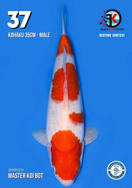 Lelang Koi Online, Jual Beli Ikan Koi, Pusat Jual Beli Koi, Info Lelang Koi Hari Ini, Platform Jual Beli Koi, Jual Beli Ikan Koi Online, Marketplace Ikan Koi, Jual Koi Terbaik, Tempat Beli Koi Berkualitas, Pasar Ikan Koi Online Terpercaya, Penjual Ikan Koi Terpercaya, Beli Koi Hias Online, Ikan Koi untuk Dijual, Koi Kualitas Terbaik, Toko Online Ikan Koi, Koi Hias Untuk Dijual, Jual Beli Ikan Koi Lokal, Koi Indonesia Online, Pusat Jual Beli Koi Terbesar
