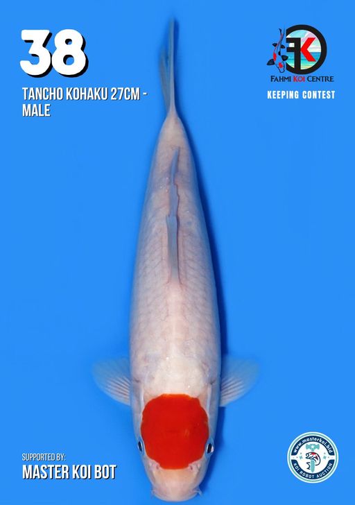Lelang Koi Online, Jual Beli Ikan Koi, Pusat Jual Beli Koi, Info Lelang Koi Hari Ini, Platform Jual Beli Koi, Jual Beli Ikan Koi Online, Marketplace Ikan Koi, Jual Koi Terbaik, Tempat Beli Koi Berkualitas, Pasar Ikan Koi Online Terpercaya, Penjual Ikan Koi Terpercaya, Beli Koi Hias Online, Ikan Koi untuk Dijual, Koi Kualitas Terbaik, Toko Online Ikan Koi, Koi Hias Untuk Dijual, Jual Beli Ikan Koi Lokal, Koi Indonesia Online, Pusat Jual Beli Koi Terbesar
