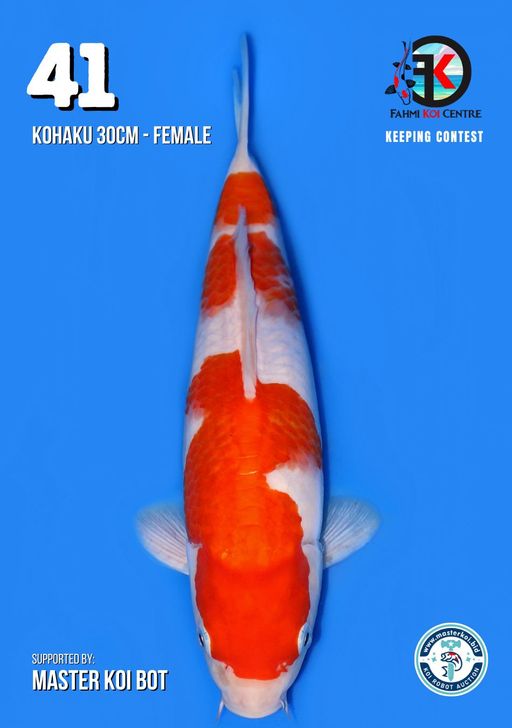 Lelang Koi Online, Jual Beli Ikan Koi, Pusat Jual Beli Koi, Info Lelang Koi Hari Ini, Platform Jual Beli Koi, Jual Beli Ikan Koi Online, Marketplace Ikan Koi, Jual Koi Terbaik, Tempat Beli Koi Berkualitas, Pasar Ikan Koi Online Terpercaya, Penjual Ikan Koi Terpercaya, Beli Koi Hias Online, Ikan Koi untuk Dijual, Koi Kualitas Terbaik, Toko Online Ikan Koi, Koi Hias Untuk Dijual, Jual Beli Ikan Koi Lokal, Koi Indonesia Online, Pusat Jual Beli Koi Terbesar