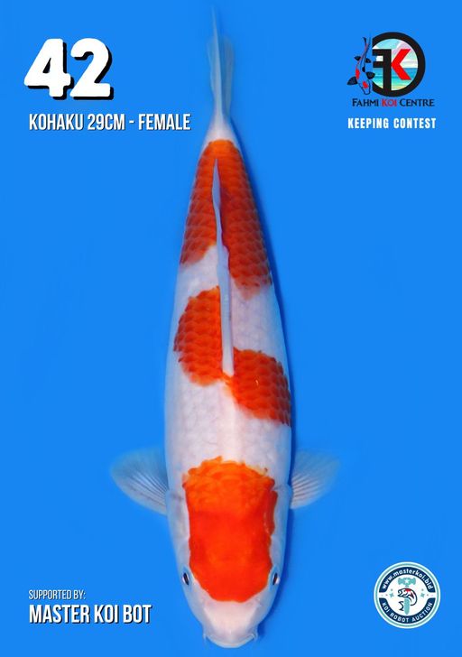 Lelang Koi Online, Jual Beli Ikan Koi, Pusat Jual Beli Koi, Info Lelang Koi Hari Ini, Platform Jual Beli Koi, Jual Beli Ikan Koi Online, Marketplace Ikan Koi, Jual Koi Terbaik, Tempat Beli Koi Berkualitas, Pasar Ikan Koi Online Terpercaya, Penjual Ikan Koi Terpercaya, Beli Koi Hias Online, Ikan Koi untuk Dijual, Koi Kualitas Terbaik, Toko Online Ikan Koi, Koi Hias Untuk Dijual, Jual Beli Ikan Koi Lokal, Koi Indonesia Online, Pusat Jual Beli Koi Terbesar