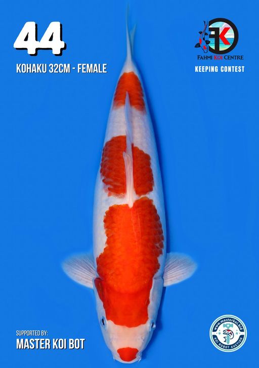 Lelang Koi Online, Jual Beli Ikan Koi, Pusat Jual Beli Koi, Info Lelang Koi Hari Ini, Platform Jual Beli Koi, Jual Beli Ikan Koi Online, Marketplace Ikan Koi, Jual Koi Terbaik, Tempat Beli Koi Berkualitas, Pasar Ikan Koi Online Terpercaya, Penjual Ikan Koi Terpercaya, Beli Koi Hias Online, Ikan Koi untuk Dijual, Koi Kualitas Terbaik, Toko Online Ikan Koi, Koi Hias Untuk Dijual, Jual Beli Ikan Koi Lokal, Koi Indonesia Online, Pusat Jual Beli Koi Terbesar