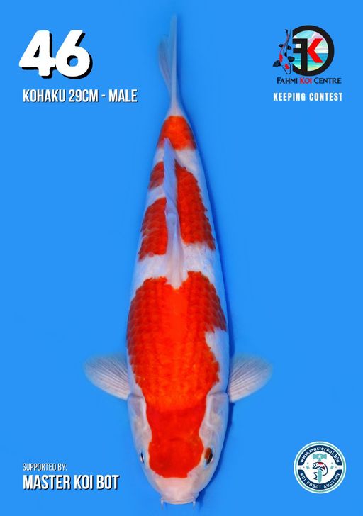 Lelang Koi Online, Jual Beli Ikan Koi, Pusat Jual Beli Koi, Info Lelang Koi Hari Ini, Platform Jual Beli Koi, Jual Beli Ikan Koi Online, Marketplace Ikan Koi, Jual Koi Terbaik, Tempat Beli Koi Berkualitas, Pasar Ikan Koi Online Terpercaya, Penjual Ikan Koi Terpercaya, Beli Koi Hias Online, Ikan Koi untuk Dijual, Koi Kualitas Terbaik, Toko Online Ikan Koi, Koi Hias Untuk Dijual, Jual Beli Ikan Koi Lokal, Koi Indonesia Online, Pusat Jual Beli Koi Terbesar