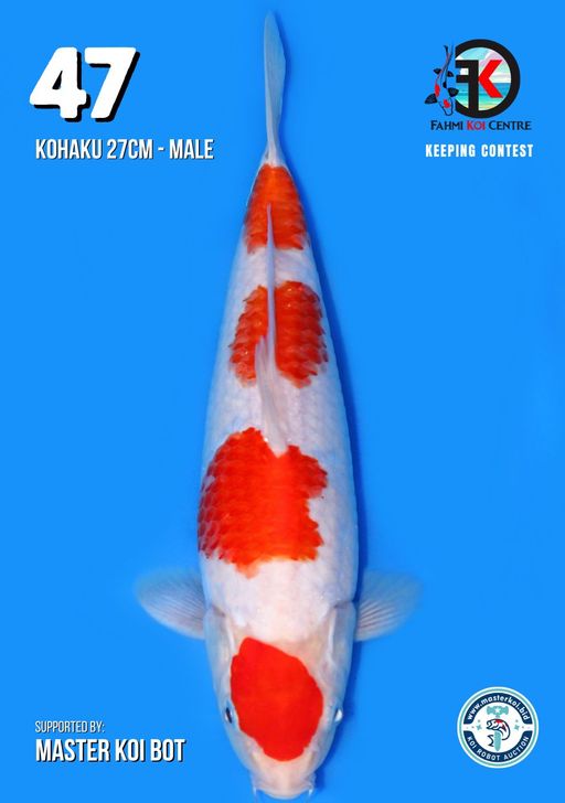 Lelang Koi Online, Jual Beli Ikan Koi, Pusat Jual Beli Koi, Info Lelang Koi Hari Ini, Platform Jual Beli Koi, Jual Beli Ikan Koi Online, Marketplace Ikan Koi, Jual Koi Terbaik, Tempat Beli Koi Berkualitas, Pasar Ikan Koi Online Terpercaya, Penjual Ikan Koi Terpercaya, Beli Koi Hias Online, Ikan Koi untuk Dijual, Koi Kualitas Terbaik, Toko Online Ikan Koi, Koi Hias Untuk Dijual, Jual Beli Ikan Koi Lokal, Koi Indonesia Online, Pusat Jual Beli Koi Terbesar