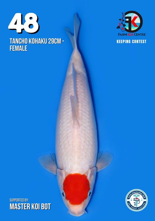 Lelang Koi Online, Jual Beli Ikan Koi, Pusat Jual Beli Koi, Info Lelang Koi Hari Ini, Platform Jual Beli Koi, Jual Beli Ikan Koi Online, Marketplace Ikan Koi, Jual Koi Terbaik, Tempat Beli Koi Berkualitas, Pasar Ikan Koi Online Terpercaya, Penjual Ikan Koi Terpercaya, Beli Koi Hias Online, Ikan Koi untuk Dijual, Koi Kualitas Terbaik, Toko Online Ikan Koi, Koi Hias Untuk Dijual, Jual Beli Ikan Koi Lokal, Koi Indonesia Online, Pusat Jual Beli Koi Terbesar