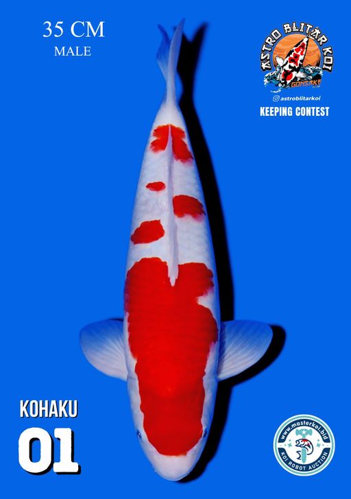Lelang Koi Online, Jual Beli Ikan Koi, Pusat Jual Beli Koi, Info Lelang Koi Hari Ini, Platform Jual Beli Koi, Jual Beli Ikan Koi Online, Marketplace Ikan Koi, Jual Koi Terbaik, Tempat Beli Koi Berkualitas, Pasar Ikan Koi Online Terpercaya, Penjual Ikan Koi Terpercaya, Beli Koi Hias Online, Ikan Koi untuk Dijual, Koi Kualitas Terbaik, Toko Online Ikan Koi, Koi Hias Untuk Dijual, Jual Beli Ikan Koi Lokal, Koi Indonesia Online, Pusat Jual Beli Koi Terbesar