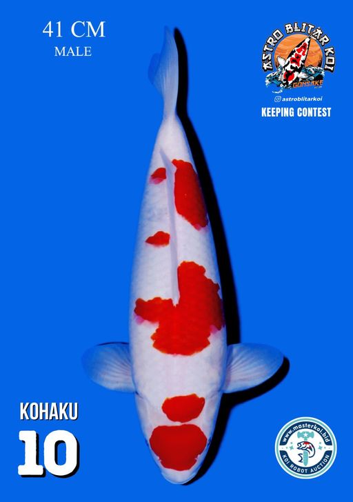 Lelang Koi Online, Jual Beli Ikan Koi, Pusat Jual Beli Koi, Info Lelang Koi Hari Ini, Platform Jual Beli Koi, Jual Beli Ikan Koi Online, Marketplace Ikan Koi, Jual Koi Terbaik, Tempat Beli Koi Berkualitas, Pasar Ikan Koi Online Terpercaya, Penjual Ikan Koi Terpercaya, Beli Koi Hias Online, Ikan Koi untuk Dijual, Koi Kualitas Terbaik, Toko Online Ikan Koi, Koi Hias Untuk Dijual, Jual Beli Ikan Koi Lokal, Koi Indonesia Online, Pusat Jual Beli Koi Terbesar