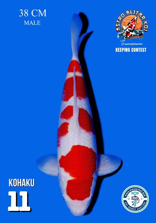 Lelang Koi Online, Jual Beli Ikan Koi, Pusat Jual Beli Koi, Info Lelang Koi Hari Ini, Platform Jual Beli Koi, Jual Beli Ikan Koi Online, Marketplace Ikan Koi, Jual Koi Terbaik, Tempat Beli Koi Berkualitas, Pasar Ikan Koi Online Terpercaya, Penjual Ikan Koi Terpercaya, Beli Koi Hias Online, Ikan Koi untuk Dijual, Koi Kualitas Terbaik, Toko Online Ikan Koi, Koi Hias Untuk Dijual, Jual Beli Ikan Koi Lokal, Koi Indonesia Online, Pusat Jual Beli Koi Terbesar