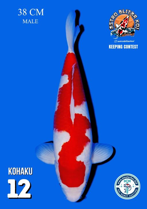 Lelang Koi Online, Jual Beli Ikan Koi, Pusat Jual Beli Koi, Info Lelang Koi Hari Ini, Platform Jual Beli Koi, Jual Beli Ikan Koi Online, Marketplace Ikan Koi, Jual Koi Terbaik, Tempat Beli Koi Berkualitas, Pasar Ikan Koi Online Terpercaya, Penjual Ikan Koi Terpercaya, Beli Koi Hias Online, Ikan Koi untuk Dijual, Koi Kualitas Terbaik, Toko Online Ikan Koi, Koi Hias Untuk Dijual, Jual Beli Ikan Koi Lokal, Koi Indonesia Online, Pusat Jual Beli Koi Terbesar