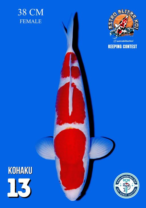 Lelang Koi Online, Jual Beli Ikan Koi, Pusat Jual Beli Koi, Info Lelang Koi Hari Ini, Platform Jual Beli Koi, Jual Beli Ikan Koi Online, Marketplace Ikan Koi, Jual Koi Terbaik, Tempat Beli Koi Berkualitas, Pasar Ikan Koi Online Terpercaya, Penjual Ikan Koi Terpercaya, Beli Koi Hias Online, Ikan Koi untuk Dijual, Koi Kualitas Terbaik, Toko Online Ikan Koi, Koi Hias Untuk Dijual, Jual Beli Ikan Koi Lokal, Koi Indonesia Online, Pusat Jual Beli Koi Terbesar