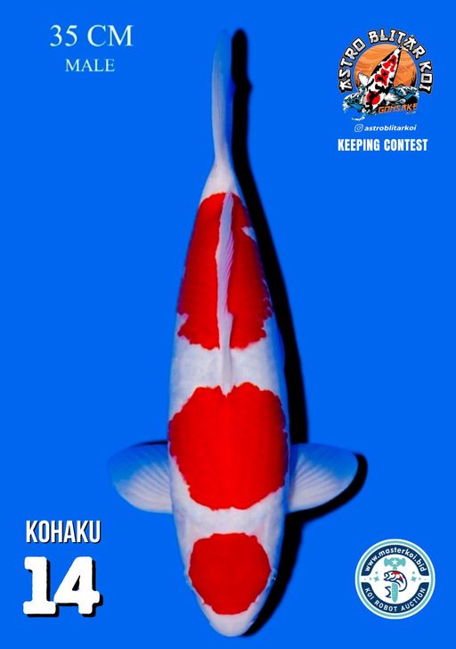 Lelang Koi Online, Jual Beli Ikan Koi, Pusat Jual Beli Koi, Info Lelang Koi Hari Ini, Platform Jual Beli Koi, Jual Beli Ikan Koi Online, Marketplace Ikan Koi, Jual Koi Terbaik, Tempat Beli Koi Berkualitas, Pasar Ikan Koi Online Terpercaya, Penjual Ikan Koi Terpercaya, Beli Koi Hias Online, Ikan Koi untuk Dijual, Koi Kualitas Terbaik, Toko Online Ikan Koi, Koi Hias Untuk Dijual, Jual Beli Ikan Koi Lokal, Koi Indonesia Online, Pusat Jual Beli Koi Terbesar