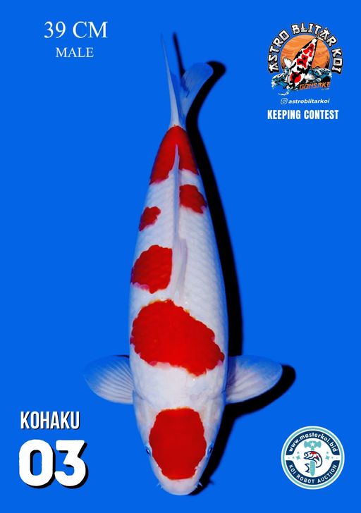 Lelang Koi Online, Jual Beli Ikan Koi, Pusat Jual Beli Koi, Info Lelang Koi Hari Ini, Platform Jual Beli Koi, Jual Beli Ikan Koi Online, Marketplace Ikan Koi, Jual Koi Terbaik, Tempat Beli Koi Berkualitas, Pasar Ikan Koi Online Terpercaya, Penjual Ikan Koi Terpercaya, Beli Koi Hias Online, Ikan Koi untuk Dijual, Koi Kualitas Terbaik, Toko Online Ikan Koi, Koi Hias Untuk Dijual, Jual Beli Ikan Koi Lokal, Koi Indonesia Online, Pusat Jual Beli Koi Terbesar