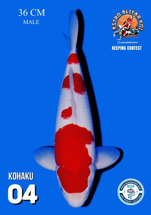 Lelang Koi Online, Jual Beli Ikan Koi, Pusat Jual Beli Koi, Info Lelang Koi Hari Ini, Platform Jual Beli Koi, Jual Beli Ikan Koi Online, Marketplace Ikan Koi, Jual Koi Terbaik, Tempat Beli Koi Berkualitas, Pasar Ikan Koi Online Terpercaya, Penjual Ikan Koi Terpercaya, Beli Koi Hias Online, Ikan Koi untuk Dijual, Koi Kualitas Terbaik, Toko Online Ikan Koi, Koi Hias Untuk Dijual, Jual Beli Ikan Koi Lokal, Koi Indonesia Online, Pusat Jual Beli Koi Terbesar