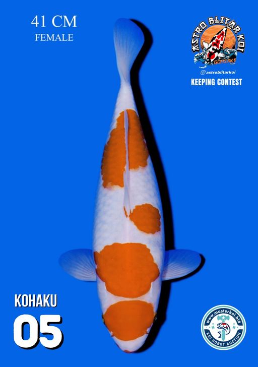 Lelang Koi Online, Jual Beli Ikan Koi, Pusat Jual Beli Koi, Info Lelang Koi Hari Ini, Platform Jual Beli Koi, Jual Beli Ikan Koi Online, Marketplace Ikan Koi, Jual Koi Terbaik, Tempat Beli Koi Berkualitas, Pasar Ikan Koi Online Terpercaya, Penjual Ikan Koi Terpercaya, Beli Koi Hias Online, Ikan Koi untuk Dijual, Koi Kualitas Terbaik, Toko Online Ikan Koi, Koi Hias Untuk Dijual, Jual Beli Ikan Koi Lokal, Koi Indonesia Online, Pusat Jual Beli Koi Terbesar