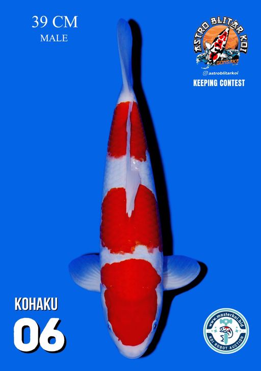 Lelang Koi Online, Jual Beli Ikan Koi, Pusat Jual Beli Koi, Info Lelang Koi Hari Ini, Platform Jual Beli Koi, Jual Beli Ikan Koi Online, Marketplace Ikan Koi, Jual Koi Terbaik, Tempat Beli Koi Berkualitas, Pasar Ikan Koi Online Terpercaya, Penjual Ikan Koi Terpercaya, Beli Koi Hias Online, Ikan Koi untuk Dijual, Koi Kualitas Terbaik, Toko Online Ikan Koi, Koi Hias Untuk Dijual, Jual Beli Ikan Koi Lokal, Koi Indonesia Online, Pusat Jual Beli Koi Terbesar