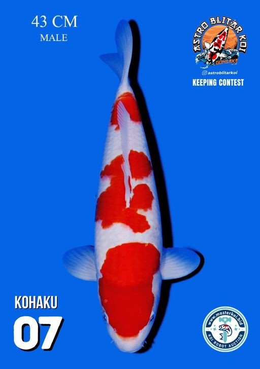 Lelang Koi Online, Jual Beli Ikan Koi, Pusat Jual Beli Koi, Info Lelang Koi Hari Ini, Platform Jual Beli Koi, Jual Beli Ikan Koi Online, Marketplace Ikan Koi, Jual Koi Terbaik, Tempat Beli Koi Berkualitas, Pasar Ikan Koi Online Terpercaya, Penjual Ikan Koi Terpercaya, Beli Koi Hias Online, Ikan Koi untuk Dijual, Koi Kualitas Terbaik, Toko Online Ikan Koi, Koi Hias Untuk Dijual, Jual Beli Ikan Koi Lokal, Koi Indonesia Online, Pusat Jual Beli Koi Terbesar