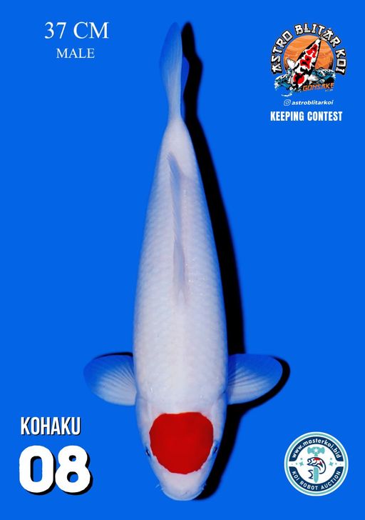 Lelang Koi Online, Jual Beli Ikan Koi, Pusat Jual Beli Koi, Info Lelang Koi Hari Ini, Platform Jual Beli Koi, Jual Beli Ikan Koi Online, Marketplace Ikan Koi, Jual Koi Terbaik, Tempat Beli Koi Berkualitas, Pasar Ikan Koi Online Terpercaya, Penjual Ikan Koi Terpercaya, Beli Koi Hias Online, Ikan Koi untuk Dijual, Koi Kualitas Terbaik, Toko Online Ikan Koi, Koi Hias Untuk Dijual, Jual Beli Ikan Koi Lokal, Koi Indonesia Online, Pusat Jual Beli Koi Terbesar