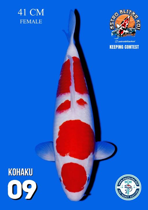 Lelang Koi Online, Jual Beli Ikan Koi, Pusat Jual Beli Koi, Info Lelang Koi Hari Ini, Platform Jual Beli Koi, Jual Beli Ikan Koi Online, Marketplace Ikan Koi, Jual Koi Terbaik, Tempat Beli Koi Berkualitas, Pasar Ikan Koi Online Terpercaya, Penjual Ikan Koi Terpercaya, Beli Koi Hias Online, Ikan Koi untuk Dijual, Koi Kualitas Terbaik, Toko Online Ikan Koi, Koi Hias Untuk Dijual, Jual Beli Ikan Koi Lokal, Koi Indonesia Online, Pusat Jual Beli Koi Terbesar