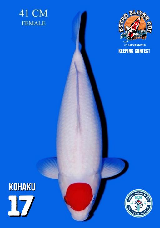 Lelang Koi Online, Jual Beli Ikan Koi, Pusat Jual Beli Koi, Info Lelang Koi Hari Ini, Platform Jual Beli Koi, Jual Beli Ikan Koi Online, Marketplace Ikan Koi, Jual Koi Terbaik, Tempat Beli Koi Berkualitas, Pasar Ikan Koi Online Terpercaya, Penjual Ikan Koi Terpercaya, Beli Koi Hias Online, Ikan Koi untuk Dijual, Koi Kualitas Terbaik, Toko Online Ikan Koi, Koi Hias Untuk Dijual, Jual Beli Ikan Koi Lokal, Koi Indonesia Online, Pusat Jual Beli Koi Terbesar