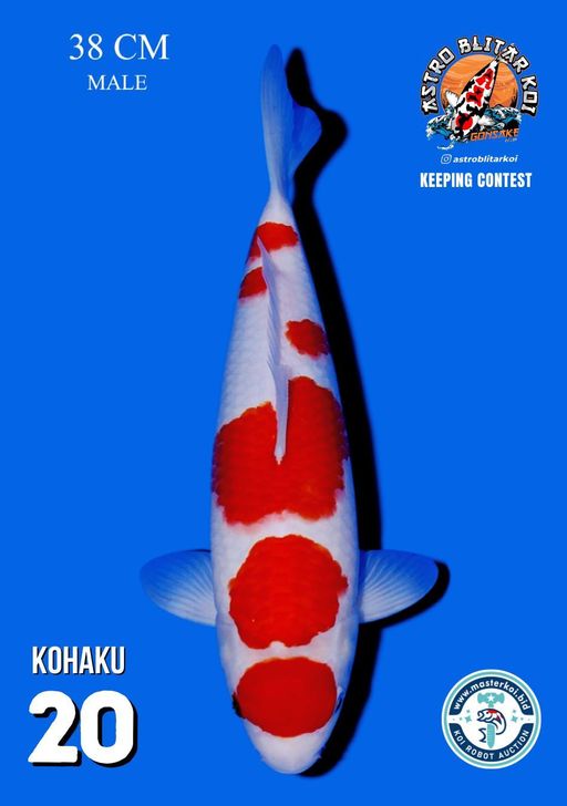 Lelang Koi Online, Jual Beli Ikan Koi, Pusat Jual Beli Koi, Info Lelang Koi Hari Ini, Platform Jual Beli Koi, Jual Beli Ikan Koi Online, Marketplace Ikan Koi, Jual Koi Terbaik, Tempat Beli Koi Berkualitas, Pasar Ikan Koi Online Terpercaya, Penjual Ikan Koi Terpercaya, Beli Koi Hias Online, Ikan Koi untuk Dijual, Koi Kualitas Terbaik, Toko Online Ikan Koi, Koi Hias Untuk Dijual, Jual Beli Ikan Koi Lokal, Koi Indonesia Online, Pusat Jual Beli Koi Terbesar