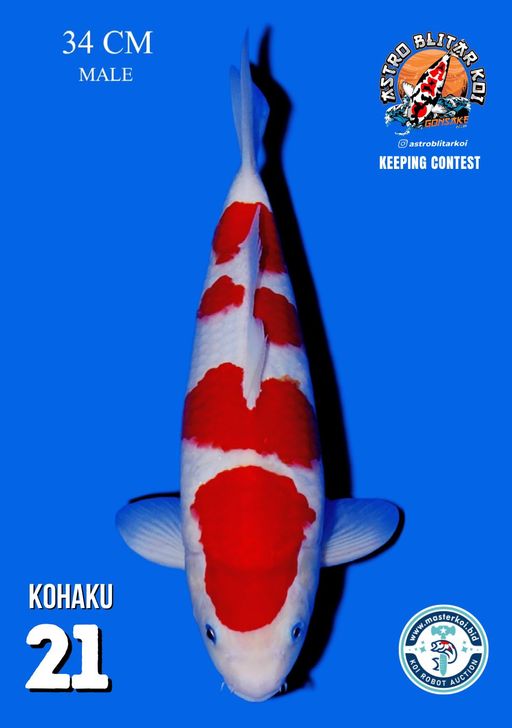 Lelang Koi Online, Jual Beli Ikan Koi, Pusat Jual Beli Koi, Info Lelang Koi Hari Ini, Platform Jual Beli Koi, Jual Beli Ikan Koi Online, Marketplace Ikan Koi, Jual Koi Terbaik, Tempat Beli Koi Berkualitas, Pasar Ikan Koi Online Terpercaya, Penjual Ikan Koi Terpercaya, Beli Koi Hias Online, Ikan Koi untuk Dijual, Koi Kualitas Terbaik, Toko Online Ikan Koi, Koi Hias Untuk Dijual, Jual Beli Ikan Koi Lokal, Koi Indonesia Online, Pusat Jual Beli Koi Terbesar