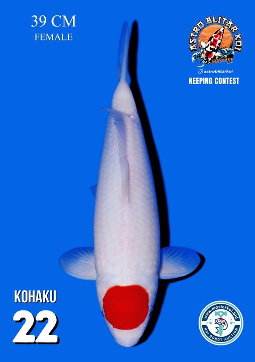 Lelang Koi Online, Jual Beli Ikan Koi, Pusat Jual Beli Koi, Info Lelang Koi Hari Ini, Platform Jual Beli Koi, Jual Beli Ikan Koi Online, Marketplace Ikan Koi, Jual Koi Terbaik, Tempat Beli Koi Berkualitas, Pasar Ikan Koi Online Terpercaya, Penjual Ikan Koi Terpercaya, Beli Koi Hias Online, Ikan Koi untuk Dijual, Koi Kualitas Terbaik, Toko Online Ikan Koi, Koi Hias Untuk Dijual, Jual Beli Ikan Koi Lokal, Koi Indonesia Online, Pusat Jual Beli Koi Terbesar