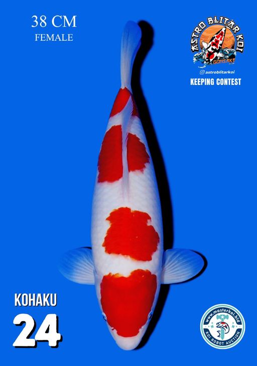 Lelang Koi Online, Jual Beli Ikan Koi, Pusat Jual Beli Koi, Info Lelang Koi Hari Ini, Platform Jual Beli Koi, Jual Beli Ikan Koi Online, Marketplace Ikan Koi, Jual Koi Terbaik, Tempat Beli Koi Berkualitas, Pasar Ikan Koi Online Terpercaya, Penjual Ikan Koi Terpercaya, Beli Koi Hias Online, Ikan Koi untuk Dijual, Koi Kualitas Terbaik, Toko Online Ikan Koi, Koi Hias Untuk Dijual, Jual Beli Ikan Koi Lokal, Koi Indonesia Online, Pusat Jual Beli Koi Terbesar