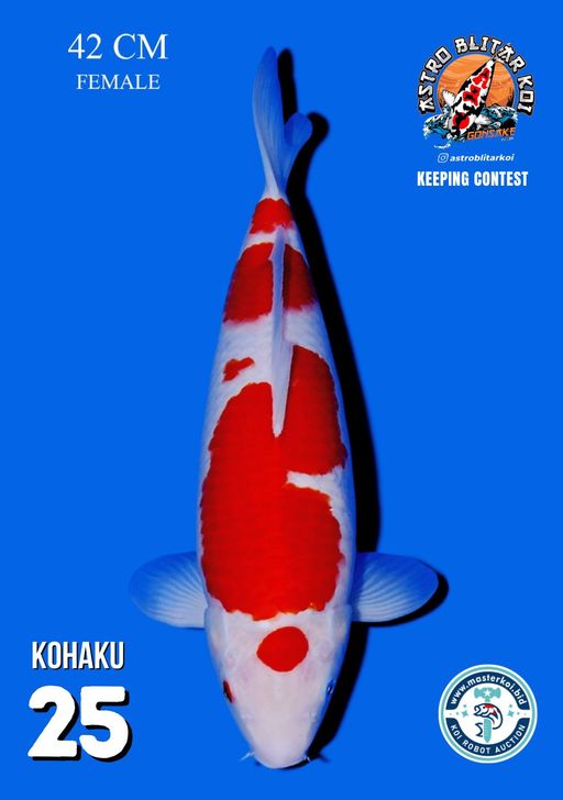 Lelang Koi Online, Jual Beli Ikan Koi, Pusat Jual Beli Koi, Info Lelang Koi Hari Ini, Platform Jual Beli Koi, Jual Beli Ikan Koi Online, Marketplace Ikan Koi, Jual Koi Terbaik, Tempat Beli Koi Berkualitas, Pasar Ikan Koi Online Terpercaya, Penjual Ikan Koi Terpercaya, Beli Koi Hias Online, Ikan Koi untuk Dijual, Koi Kualitas Terbaik, Toko Online Ikan Koi, Koi Hias Untuk Dijual, Jual Beli Ikan Koi Lokal, Koi Indonesia Online, Pusat Jual Beli Koi Terbesar