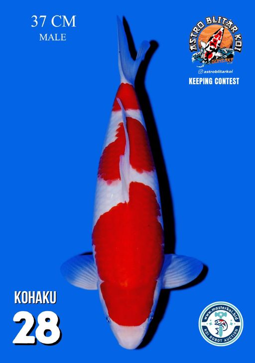 Lelang Koi Online, Jual Beli Ikan Koi, Pusat Jual Beli Koi, Info Lelang Koi Hari Ini, Platform Jual Beli Koi, Jual Beli Ikan Koi Online, Marketplace Ikan Koi, Jual Koi Terbaik, Tempat Beli Koi Berkualitas, Pasar Ikan Koi Online Terpercaya, Penjual Ikan Koi Terpercaya, Beli Koi Hias Online, Ikan Koi untuk Dijual, Koi Kualitas Terbaik, Toko Online Ikan Koi, Koi Hias Untuk Dijual, Jual Beli Ikan Koi Lokal, Koi Indonesia Online, Pusat Jual Beli Koi Terbesar